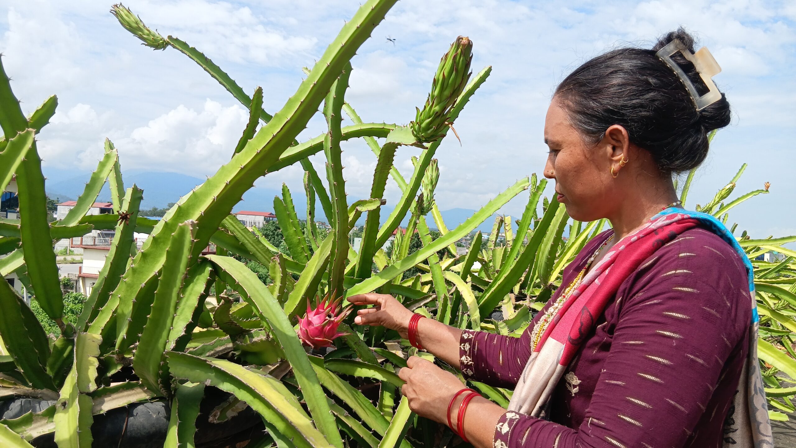 कौसीमा ड्रागन फल खेती गरेर  वार्षिक आठ लाख आम्दानी