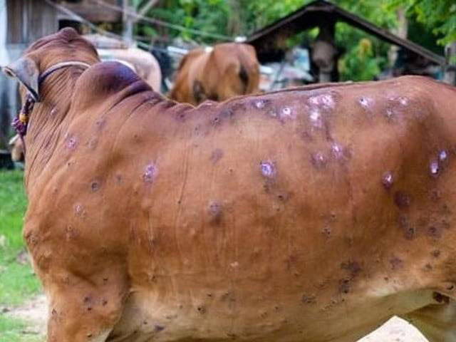 अज्ञात रोग फैलिँदा चङ्खेलीमा ३० भन्दा बढी पशुवस्तु मरे