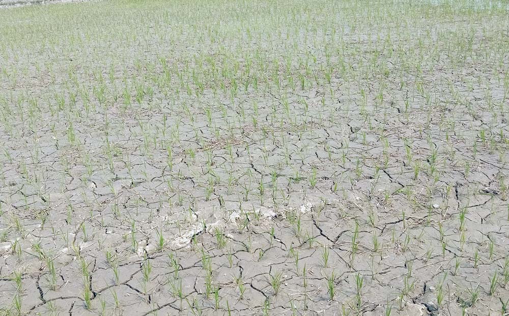 मधेसमा कृषि बाली नै परिवर्तन गर्ने अवस्था आयो ?