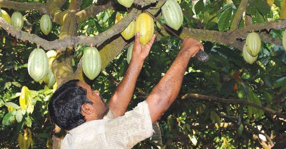 घानाद्वारा ‘कोको’ किसानको मूल्यमा ऐतिहासिक वृद्धि