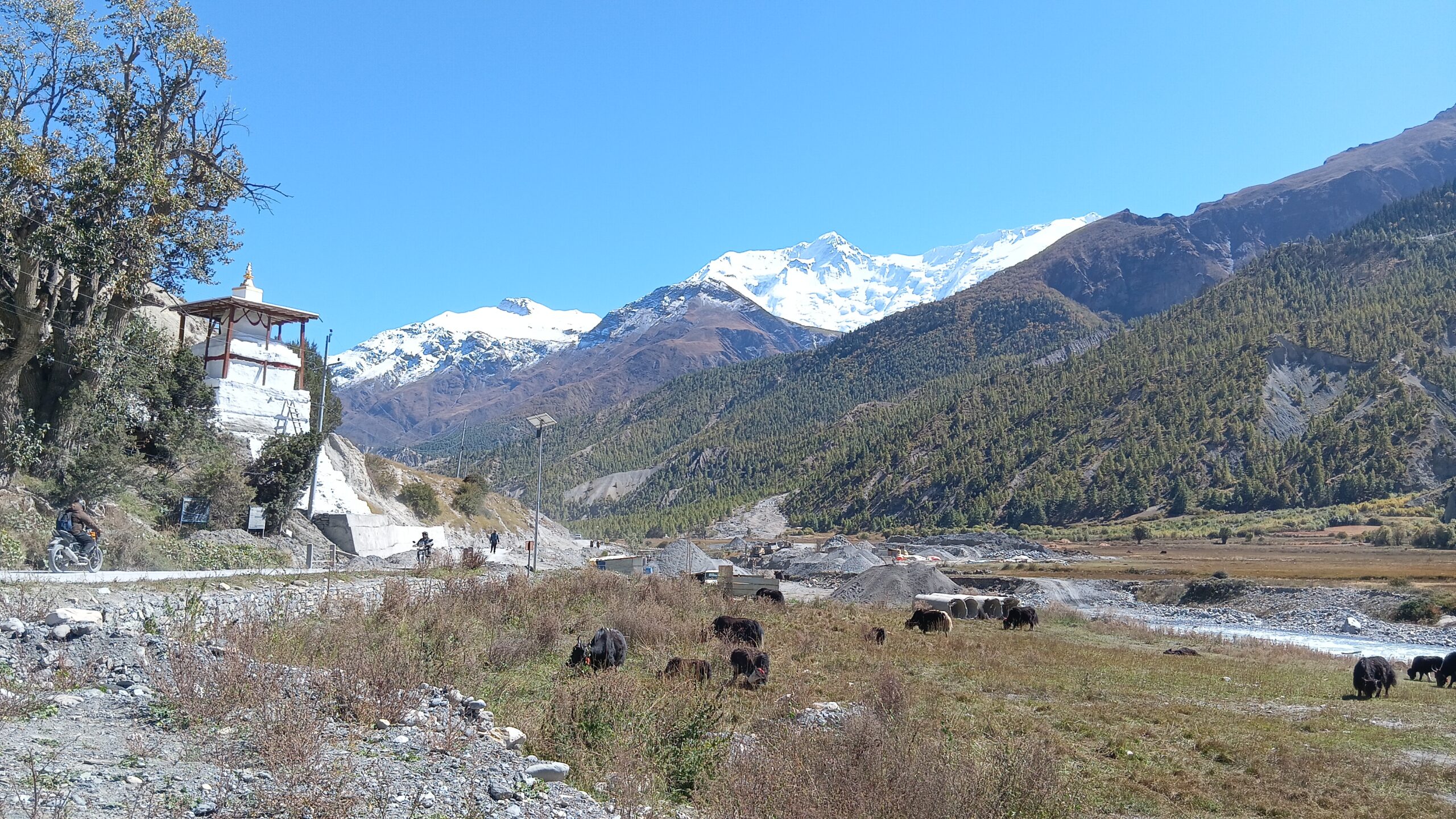जलवायु परिवर्तनको प्रभावः सङ्कटमा चौँरी खर्क