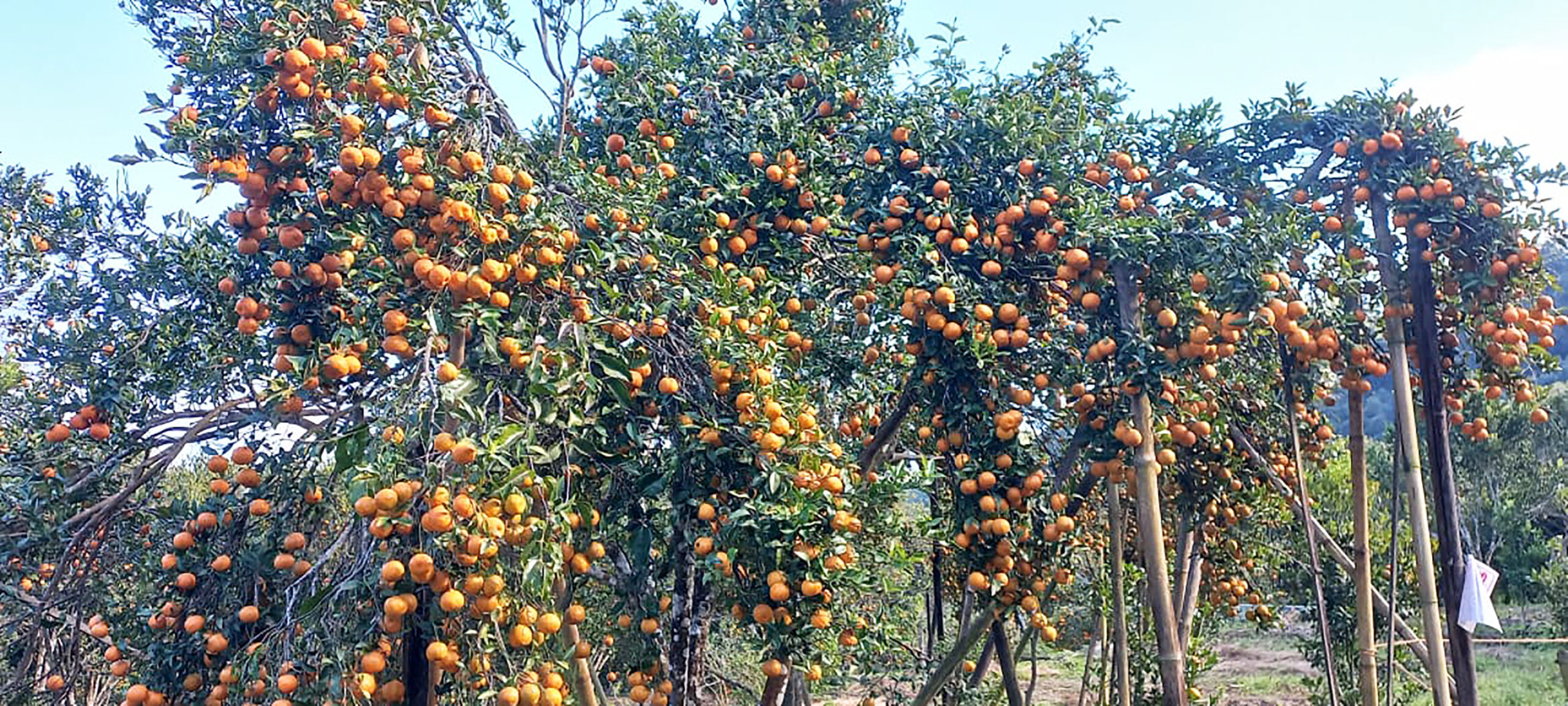 गोरखामा सुन्तला उत्पादन १५ प्रतिशत बढ्यो