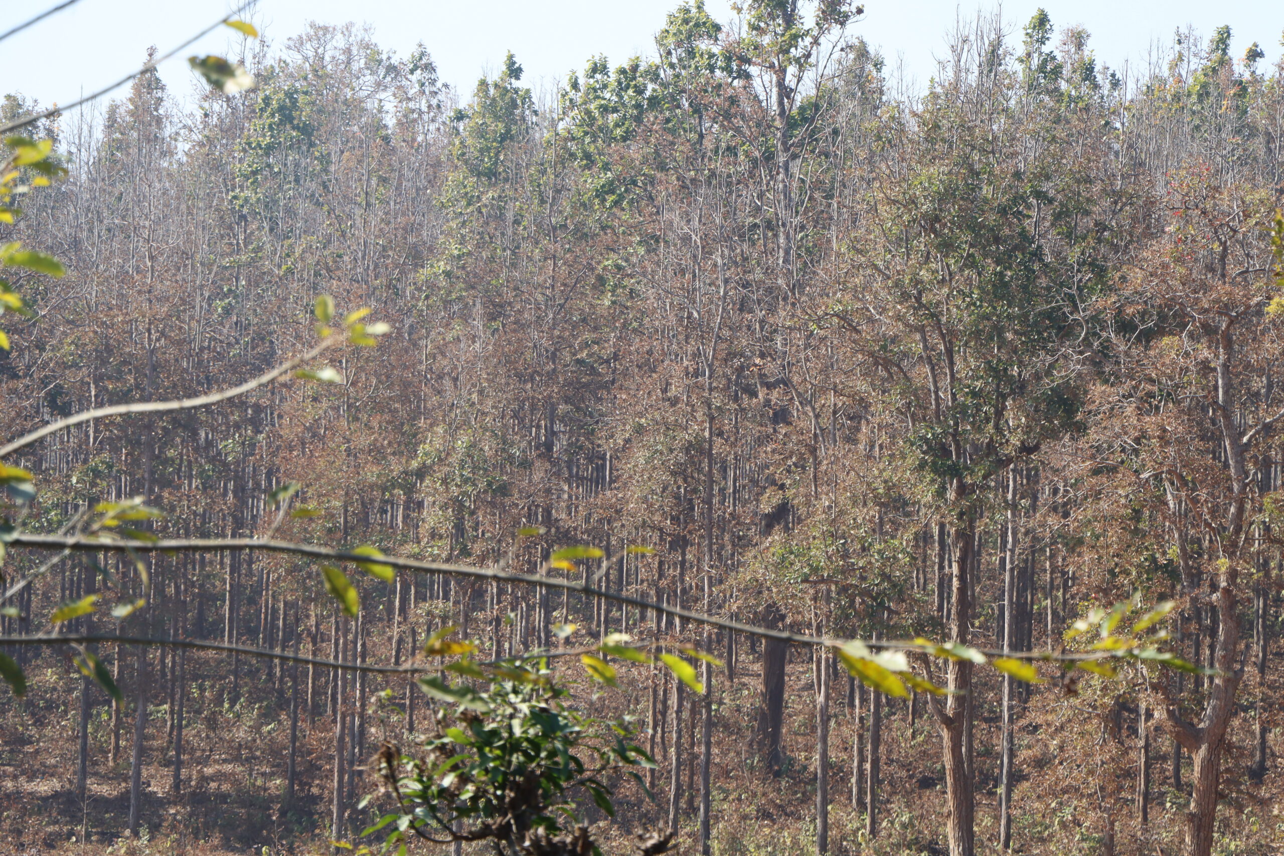सालको रूखमा महामारी, ‘मथ’पुतलीले पात सखाप
