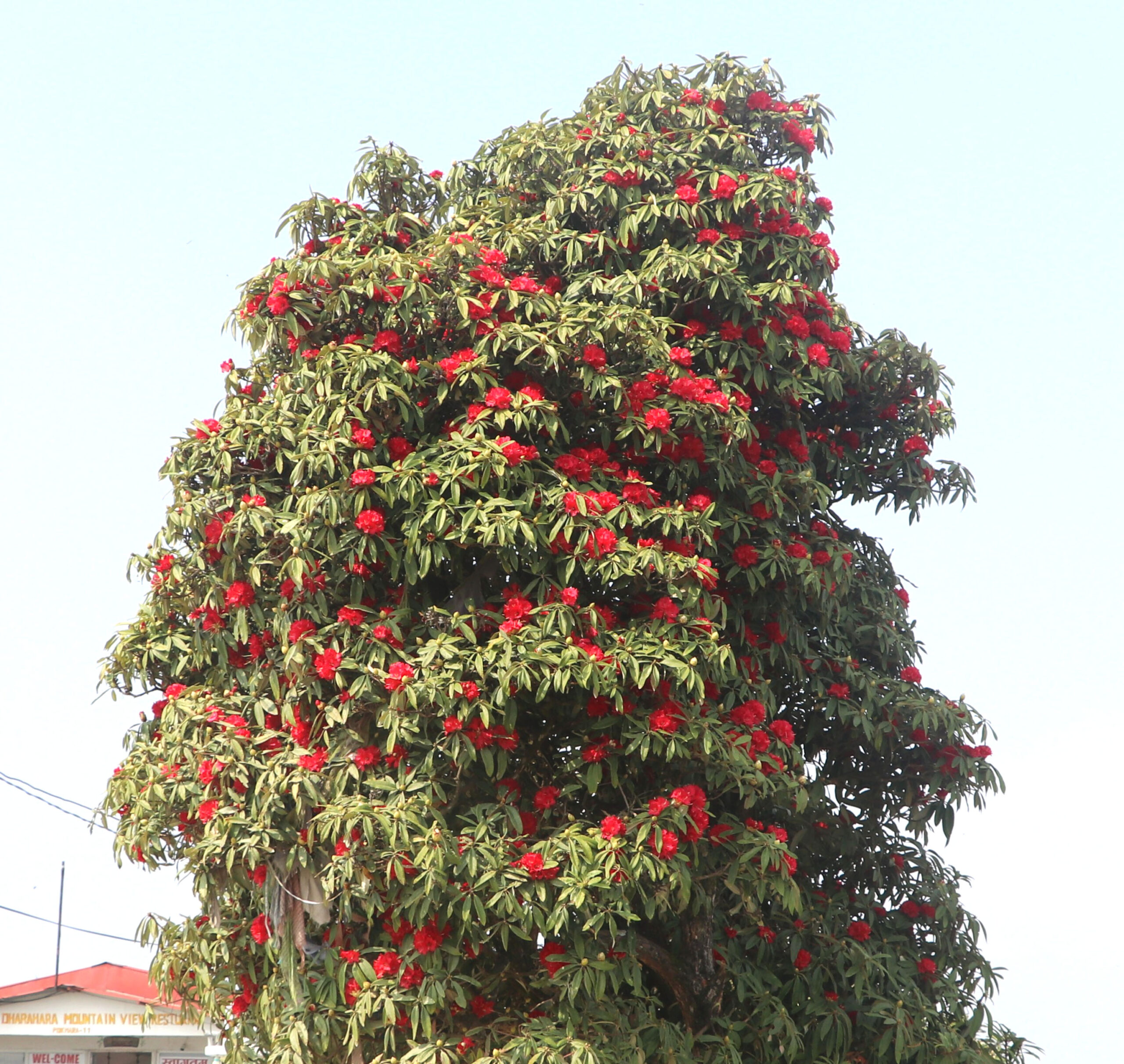 फुलेको लालीगुराँस !