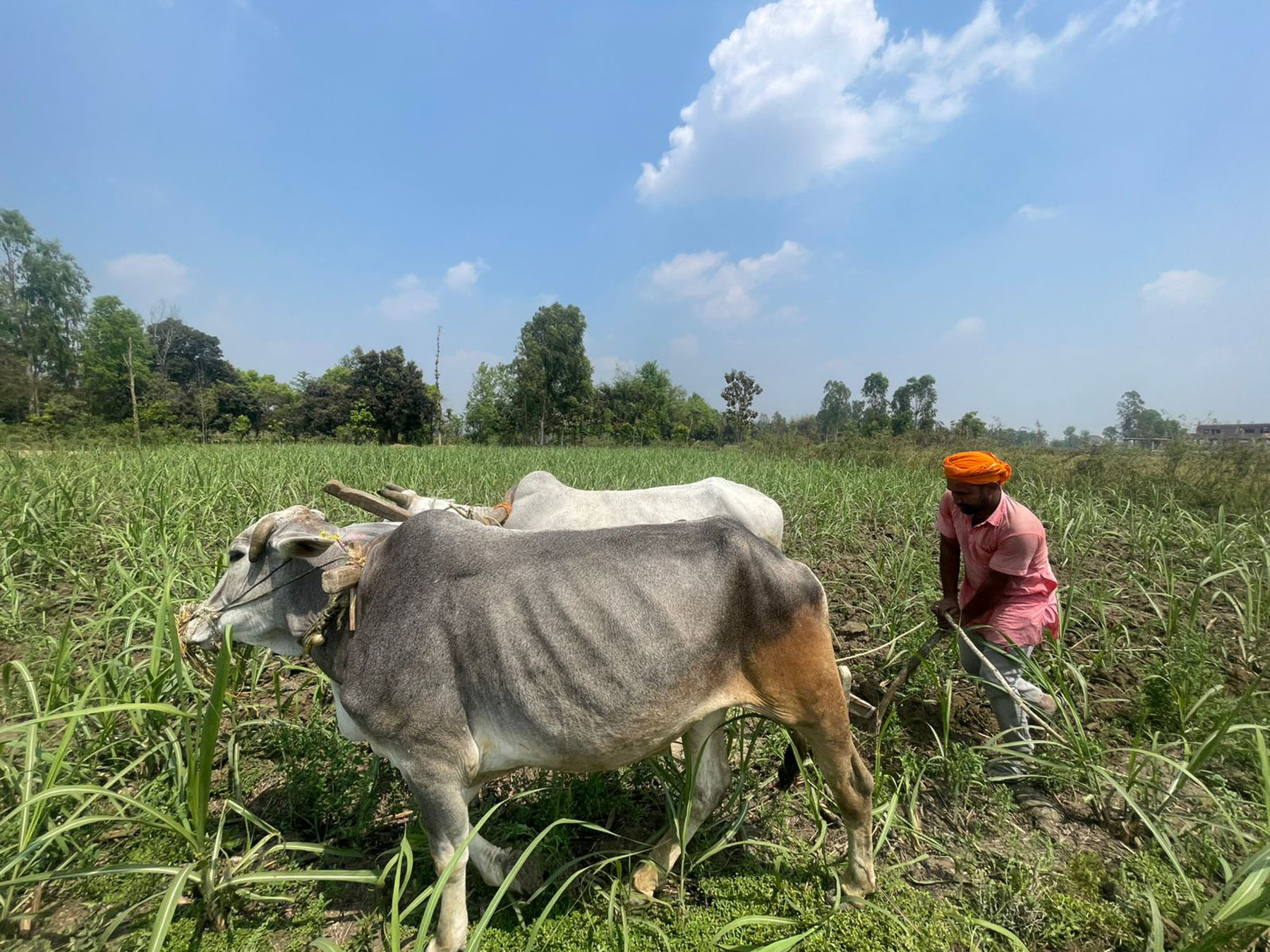 खेत जाेत्दै किसान !