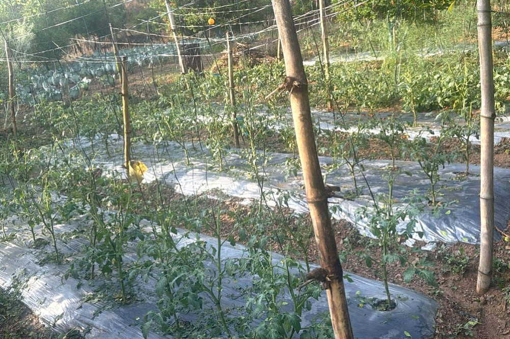 असिना-पानीले सल्यानका किसानले लगाएको अन्नबाली र फलफूलमा क्षति, उत्पादन घट्ने भएपछि चिन्तामा