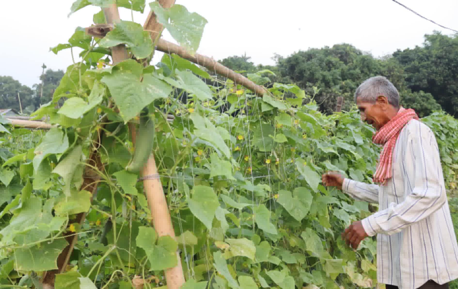 तरकारीखेतीबाट बराहक्षेत्रका किसान आत्मनिर्भर