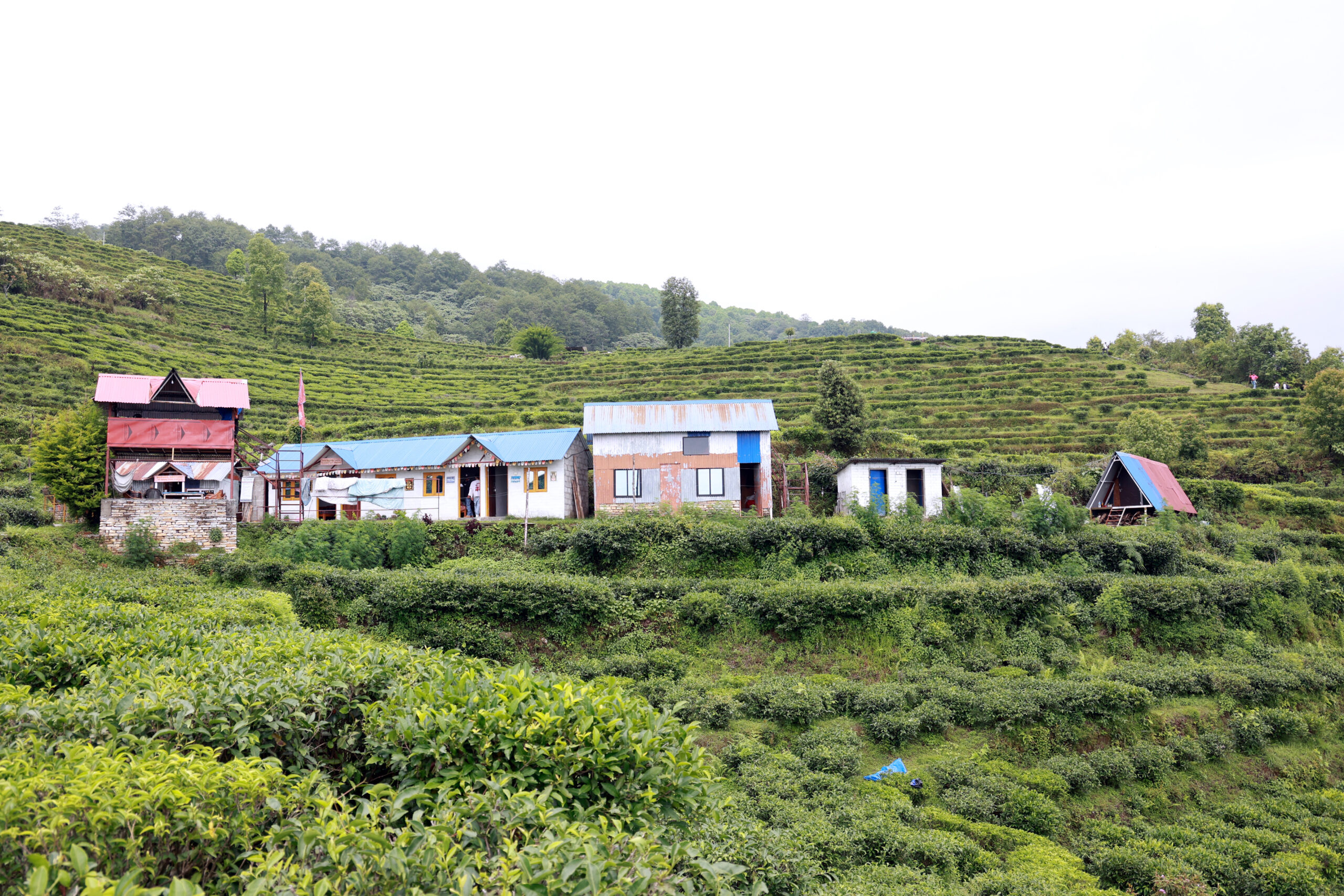 चियाबारीको हरियालीमा फक्रिँदै ल्वाङको पर्यटन