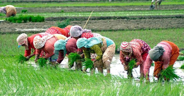 सिँचाइ अभाव हुँदा बाँकेमा १८ प्रतिशत मात्र रोपाइँ