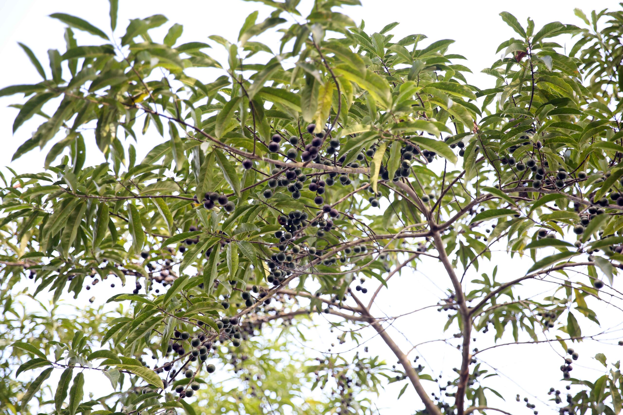 तनहुँका सामुदायिक वनलाई रुद्राक्ष पकेट क्षेत्र बनाइदै
