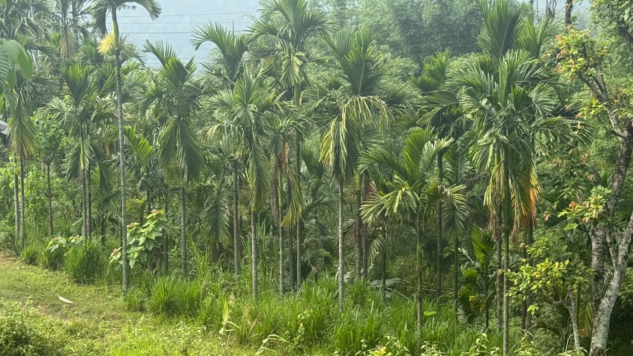 सुपारीखेतीमा इलामका किसानको लगाव