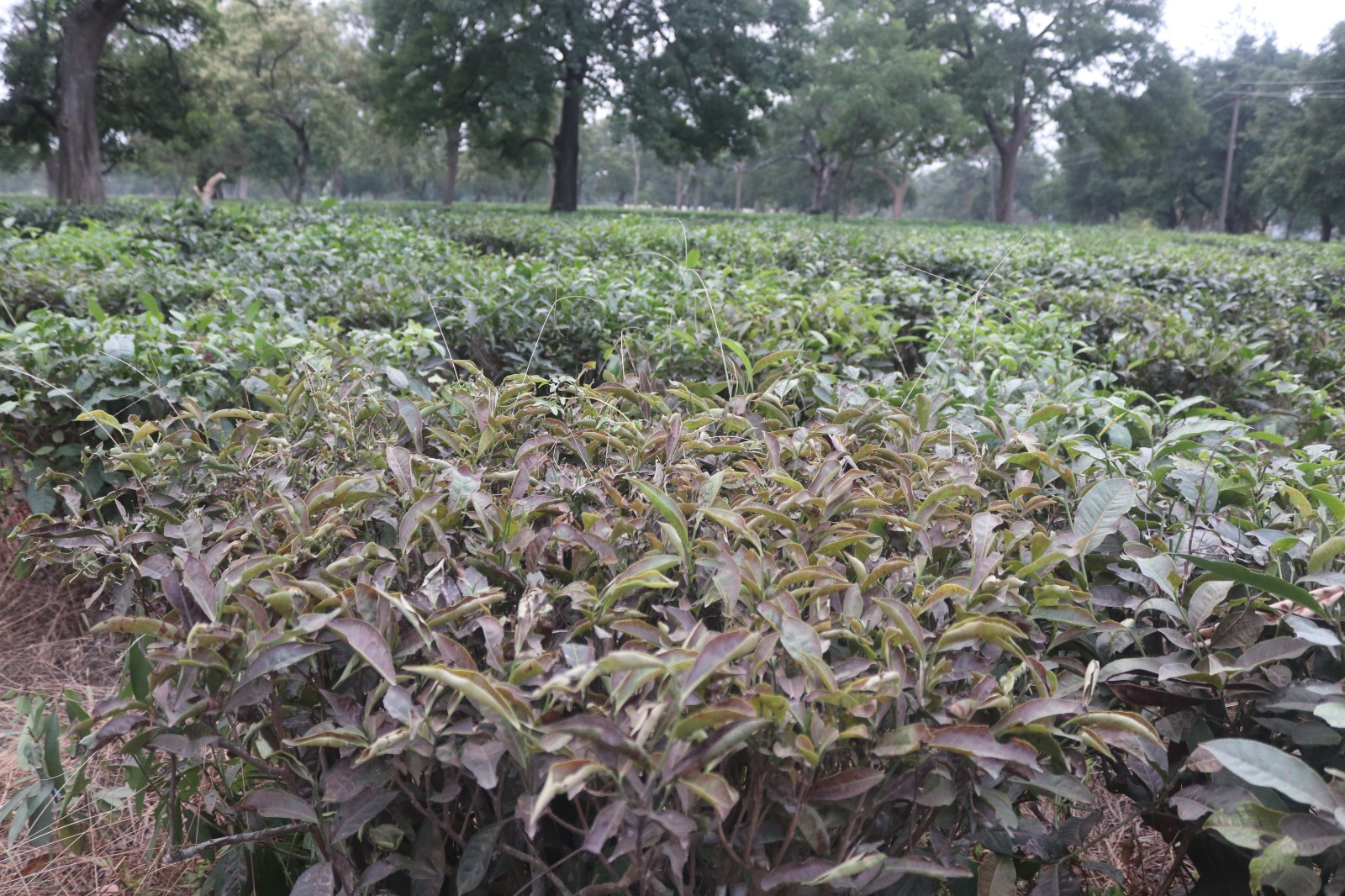 ‘लुपर’ किराको प्रकोपले झापाको चिया क्षेत्र सङ्कटमा, उत्पादनदेखि निर्यातसम्म असर पर्ने चिन्ता
