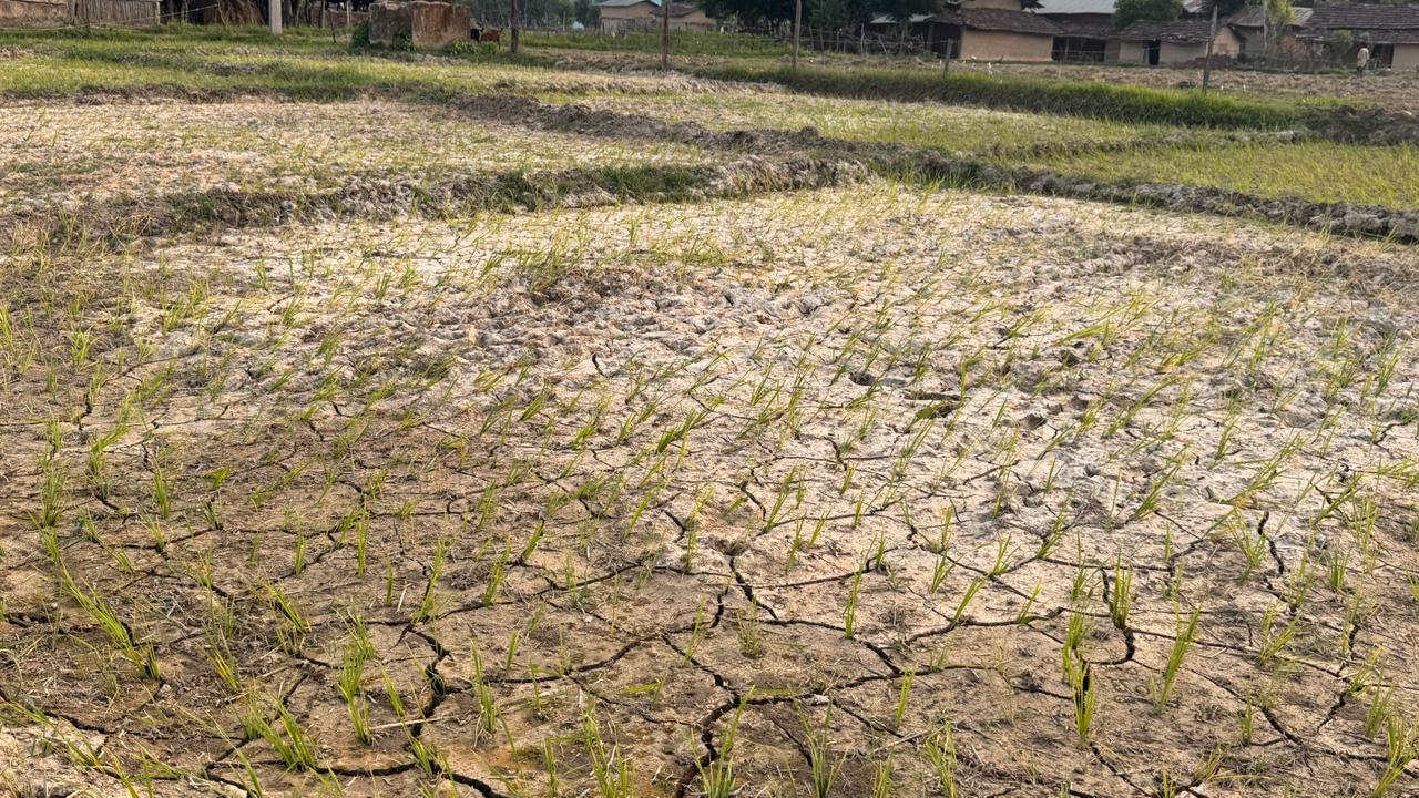पानी नपर्दा सुक्न थाल्यो धान, चिन्तामा किसान