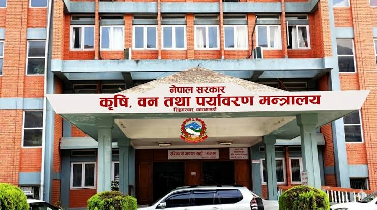 सेतो गवारोको सङ्क्रमण बढेपछि कफी किसान चिन्तित