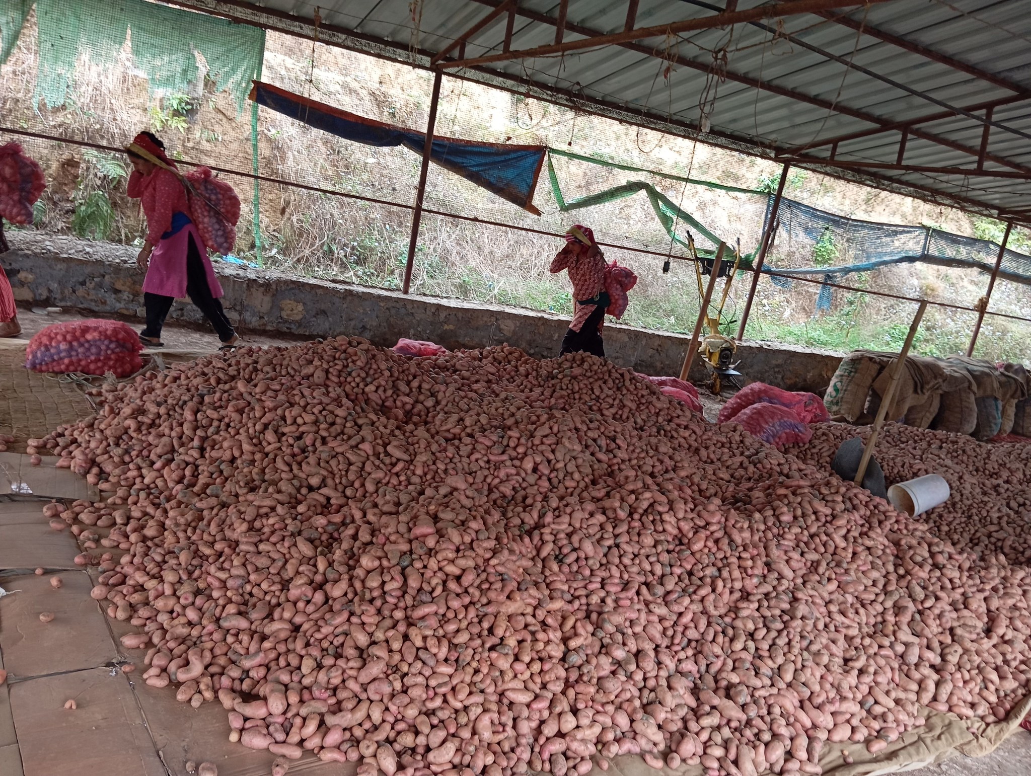 तनहुँमा ९८४ मेट्रिक टन खायन आलु उत्पादन