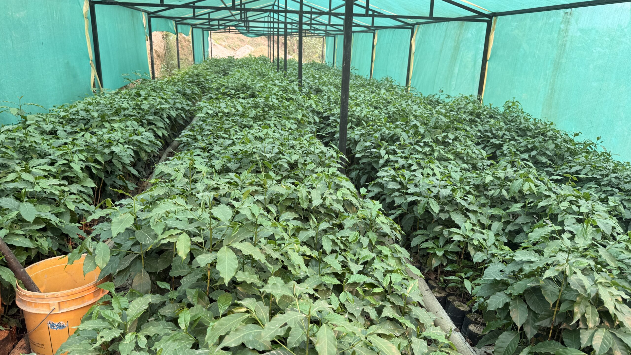 गुल्मीमा ३८ जातका कफीको परीक्षण